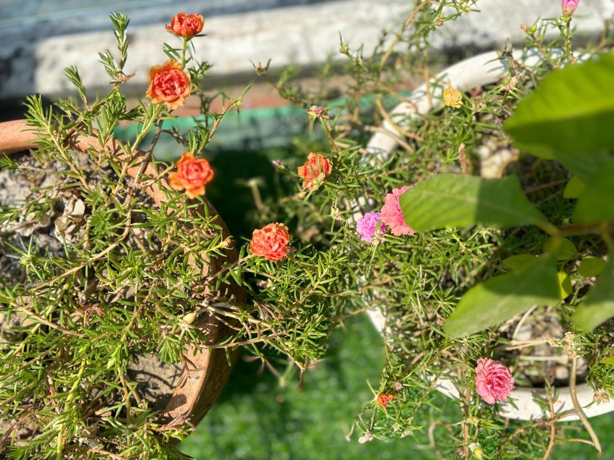 Good Morning Hoi An Homestay And Hostel Eksteriør billede